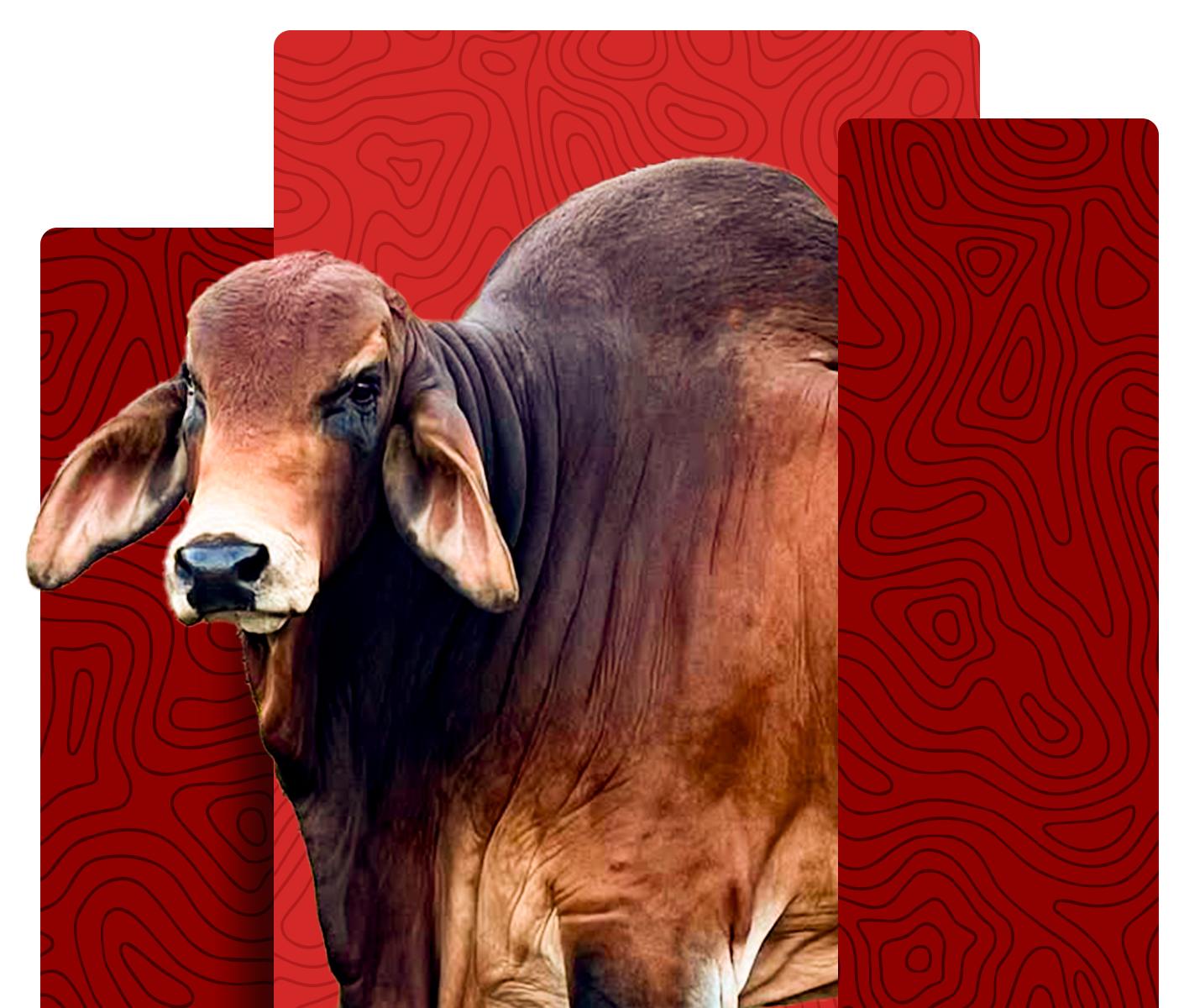 Brahman cattle breed