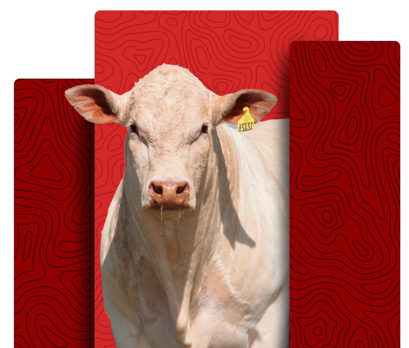 Canchim cattle breed