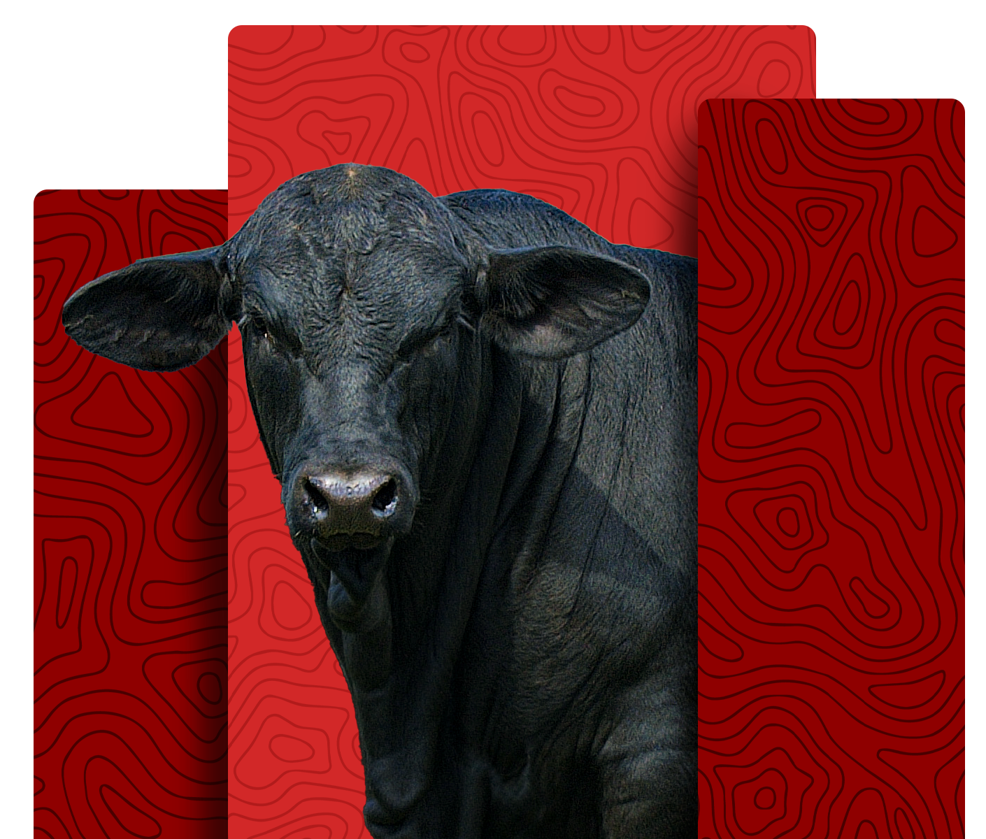 Brangus cattle breed