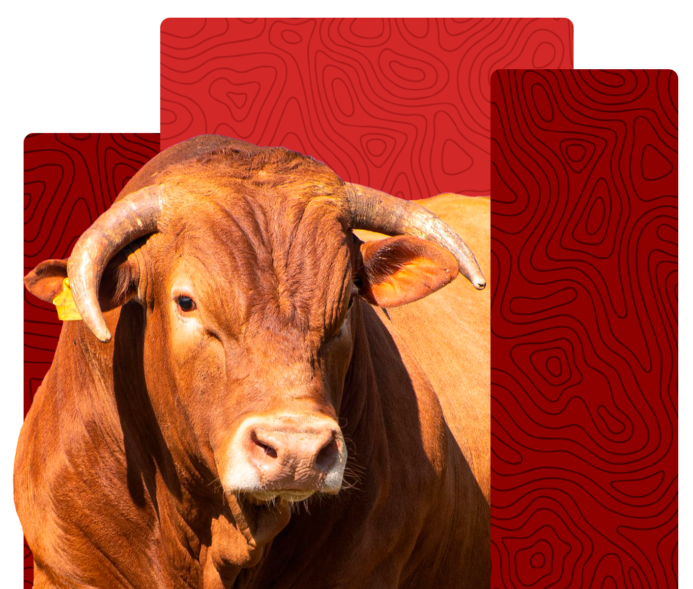 Caracu cattle breed