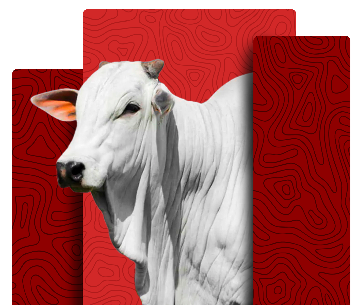 Nelore cattle breed