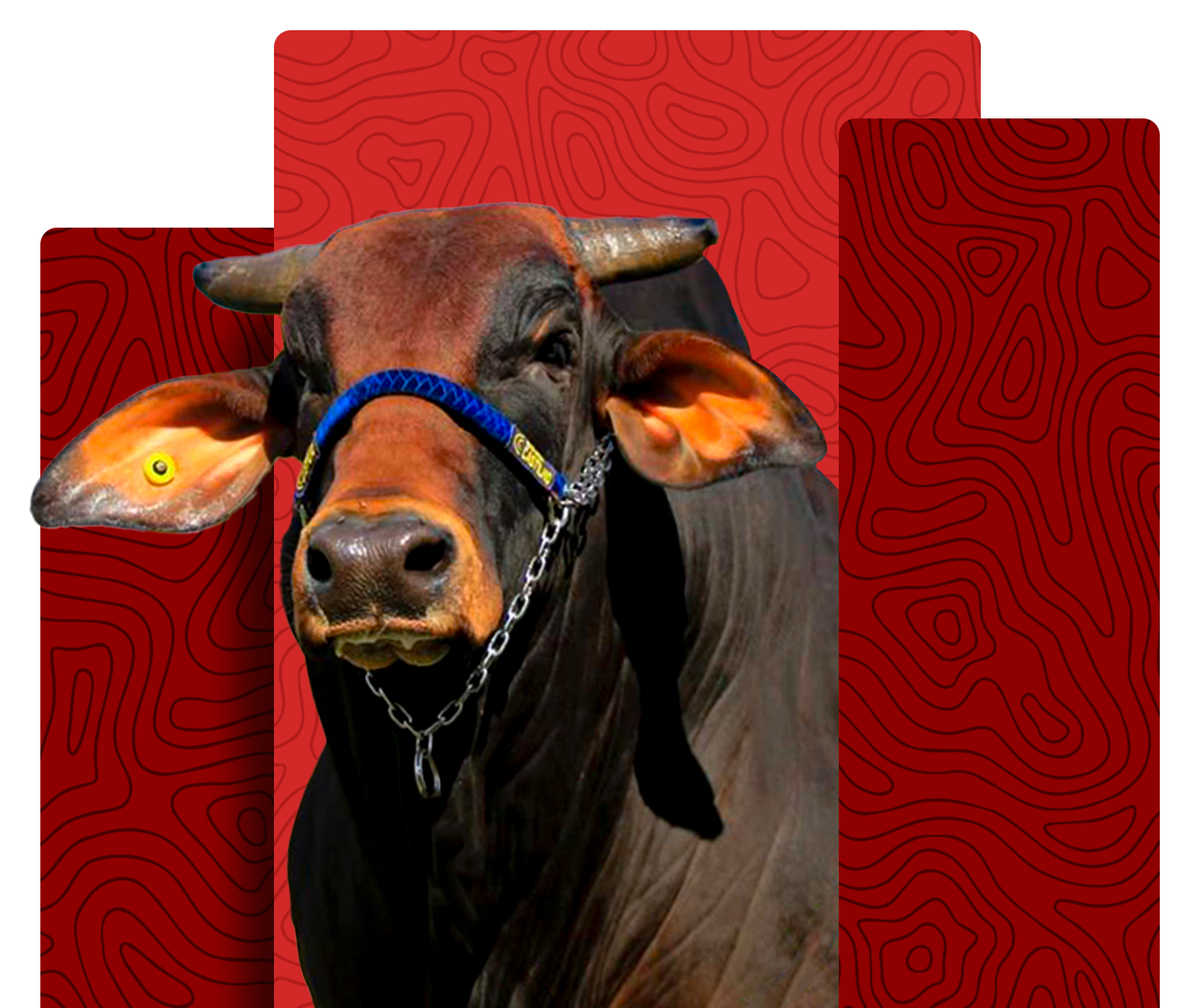 Sindi cattle breed