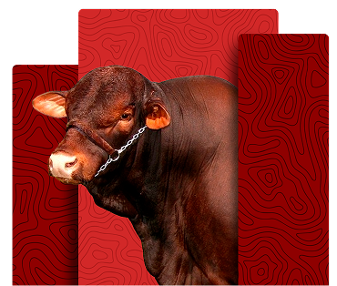 Sta. Gertrudis cattle breed