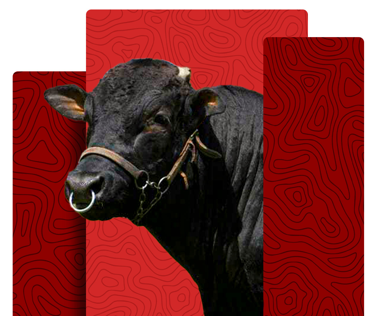 Wagyu cattle breed
